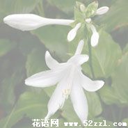 北仑晚香玉（夜来香）的花语