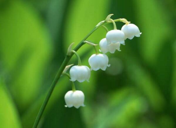 北仑铃兰花花语