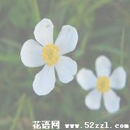 北仑银莲花的花语