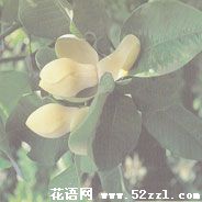 北仑优昙花（山玉兰）的花语